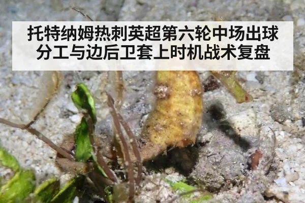 托特纳姆热刺英超第六轮中场出球分工与边后卫套上时机战术复盘